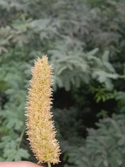 prosopis juliflora flower or flower of the Mesquite.Mesquite flower pattern background 