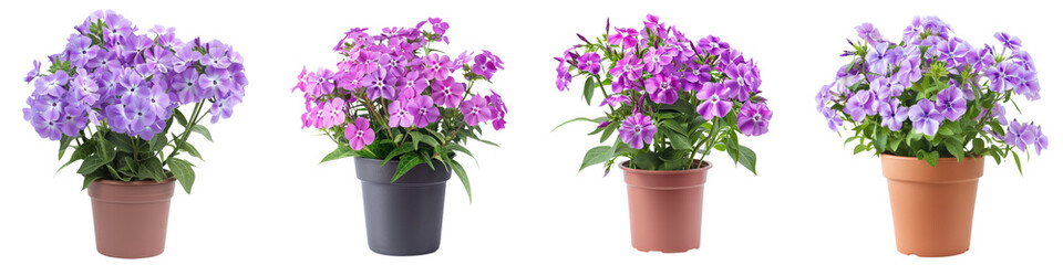 Fototapeta premium Vibrant and Lush Potted Flowers in Bloom Decorating and Beautifying Indoor Spaces with Elegant and Fragrant Floral Arrangements
