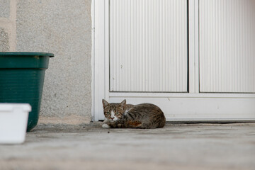 A tabby cat rests on a concrete porch near a white door