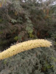 prosopis juliflora flower or flower of the Mesquite.Mesquite flower pattern background 