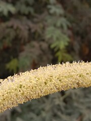 prosopis juliflora flower or flower of the Mesquite.Mesquite flower pattern background 