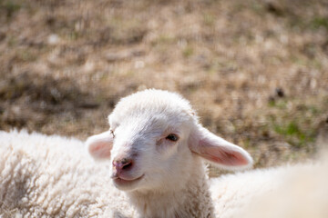 Sacrifice. Animal to be sacrificed on Islamic holidays. Goat, Sheep, Lamb.