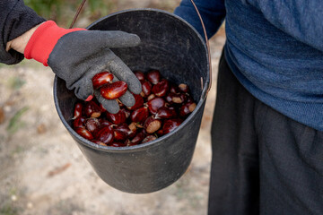 A person gathers freshly harvested chestnuts in a black bucket, wearing gloves for protection, capturing the essence of autumn's bounty and the tradition of seasonal chestnuts harvesting.