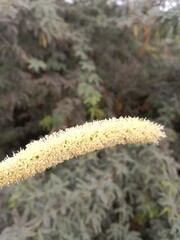 prosopis juliflora flower or flower of the Mesquite.Mesquite flower pattern background 