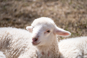 Obraz premium Sacrifice. Animal to be sacrificed on Islamic holidays. Goat, Sheep, Lamb.