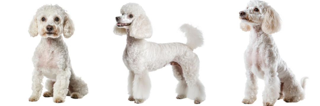 Adorable and Friendly White Poodle Dog Posing Happily in a Professional Studio Setting Isolated on a White Background