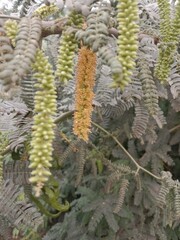 prosopis juliflora flower or flower of the Mesquite.Mesquite flower pattern background 