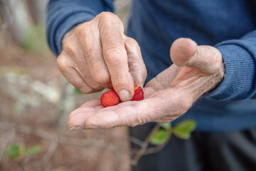 Hands carefully hold freshly picked strawberry tree (Arbutus unedo) fruits in various stages of ripeness, with vibrant red and orange berries. Close up