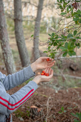 Hands carefully hold freshly picked strawberry tree (Arbutus unedo) fruits in various stages of ripeness, with vibrant red and orange berries contrasting against lush green leaves.
