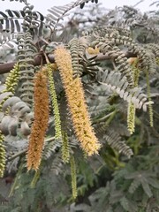 prosopis juliflora flower or flower of the Mesquite.Mesquite flower pattern background 