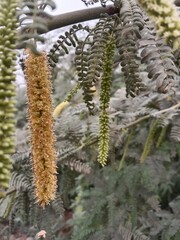 prosopis juliflora flower or flower of the Mesquite.Mesquite flower pattern background 