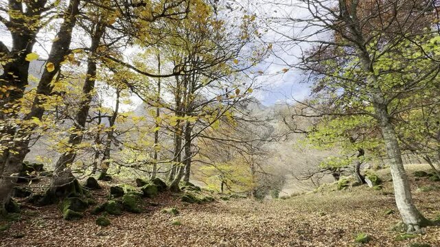 Bosque de oto&ntilde;o
