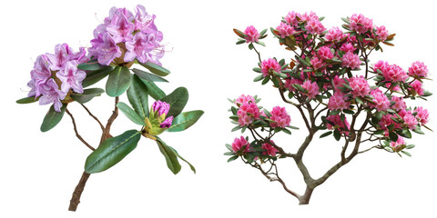 Stunning close up view of vibrant pink and purple rhododendron flowers blooming on a lush verdant shrub or bush set against a scenic natural landscape