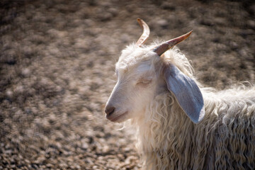 Sacrifice. Animal to be sacrificed on Islamic holidays. Goat, Sheep, Lamb.