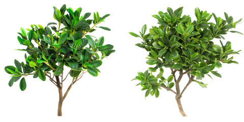 Obraz premium Lush Green Foliage of Trees in Natural Garden Landscape Full of Leaves and Branches in Scenic Outdoor Environment