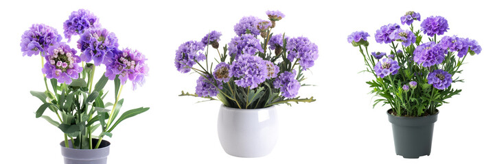 Vibrant Purple Flowers Blooming in Elegant Bouquet Arrangement  Lush and Colorful Floral Display with Fresh Lilac Violet and Lavender Blossoms Arranged in Decorative Vase or Pot