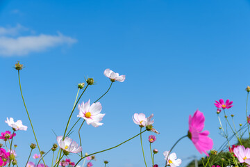 Cosmos Flowers Reaching for the Blue Sky