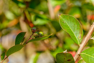 Green Berries with Leafy Background in Natural Light