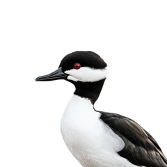 Fototapeta premium Elegant Bird with Unique Red Eye and Black Features