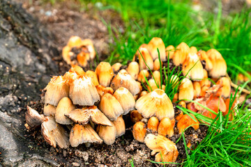 Cluster of wild mushrooms growing on a tree stump with vibrant green grass in the background. The mushrooms display earthy tones and natural textures, enhancing the woodland setting.
