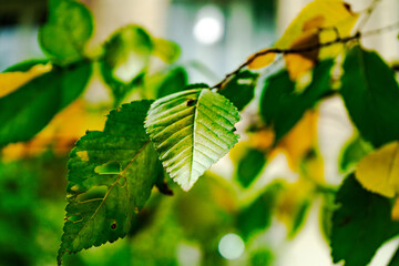 Close-up view of damaged green leaves with natural imperfections, showing texture and detail under sunlight. The leaves exhibit signs of wear, adding a sense of organic realism and environmental focus