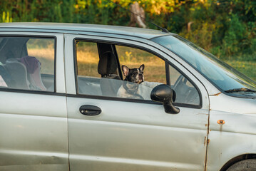 
dog driving a car