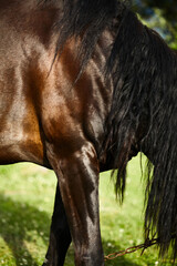 rough brown horse closeup. Muscles texture.