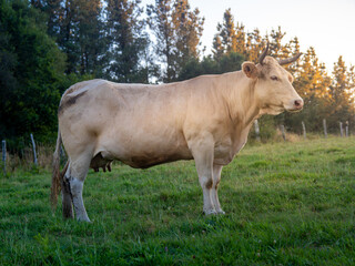 Cows grazing in the Lugo mountains, Galicia, Spain.