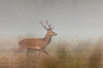 Deer male buck ( Cervus elaphus ) during rut
