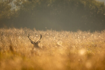 Deer male buck ( Cervus elaphus ) during rut
