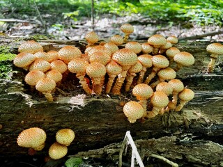 Forest mushrooms on a log