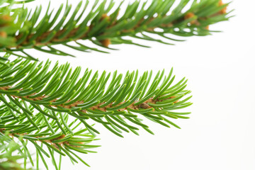 Fresh spruce green branch isolated on white