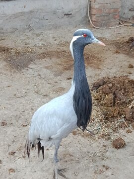 demoiselle crane body pattern or koonj body pattern 