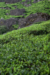Lush Green Tea Plantation with Rocks in India