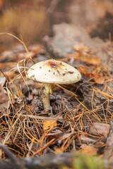 Bad mushrooms in the forest. Selective focus.