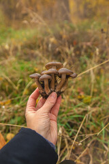 Bad mushrooms in the forest. Selective focus.