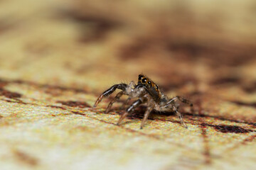 Ojitos de araña