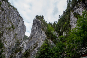 tree in the mountains