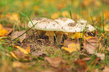 Bad mushrooms in the forest. Selective focus.