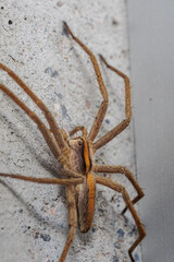 Araña