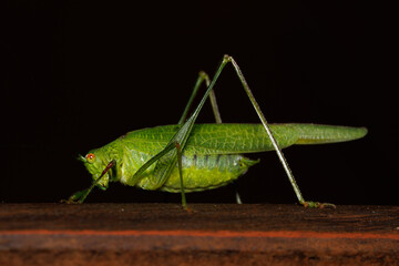 Saltamontes