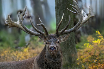 Fototapeta premium Starker Hirsch im Herbstwald