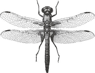 Grunge bitmap halftone stipple engraved effect dragonfly y2k punk collage design element