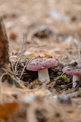 Russula grow in the forest. Selective focus.