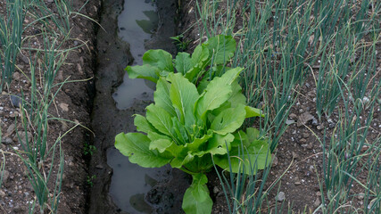 Intercrop shallot and mustard greens, for greater yields as well as pest control