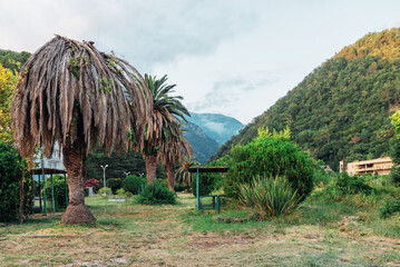 tropical landscape