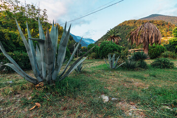 aloe