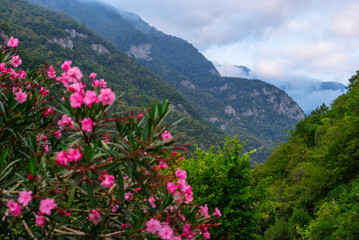 flowers in the mountains