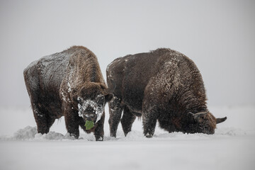 Bison - Bison bonasus during heavy snowfall.