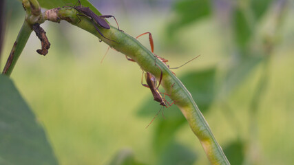 Intimate close-up of two assassin bugs engaging in mating on a vibrant green plant stem, set against a soft-focus natural background, highlighting intricate insect behavior and the delicate balance of